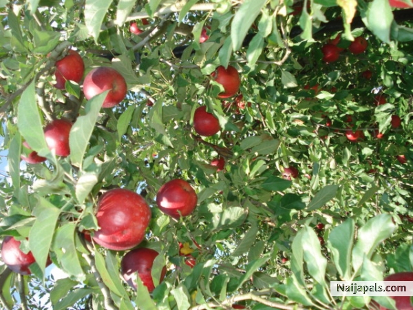 @pPLE PicKiNg D@y! - click for next photo