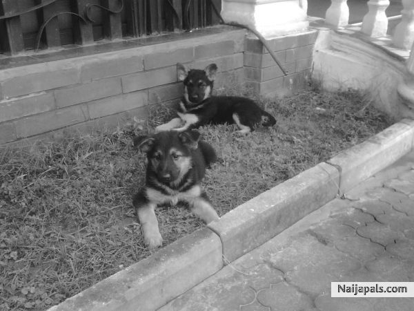 my puppies - click for next photo