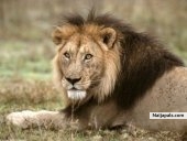 Pantheris Leo Fangus Longus Breathus Stinkus - click for next photo