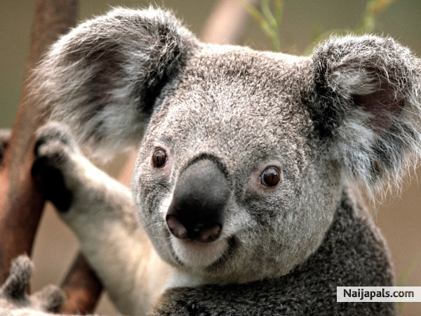 i love animals - click for next photo