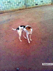  - click for next photo