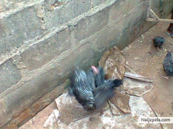  - click for next photo