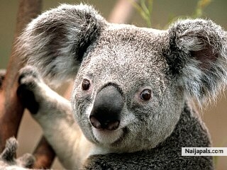 koala - click for next photo