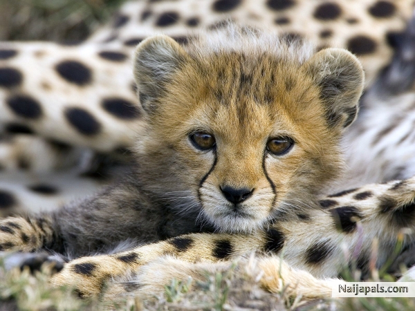 my fav animals - click for next photo