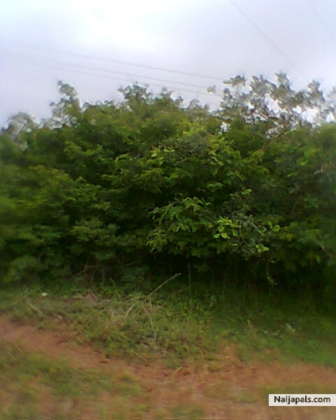 Y - click for next photo