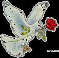my dove - click for next photo