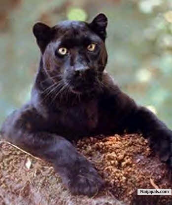 MY ANIMAL TOTEM(SPIRITUAL ANIMAL) - click for next photo