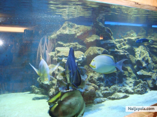 Liked the aquarium and the fish therein - click for next photo