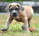 NAIJA DOGGY> > > > > - click for next photo