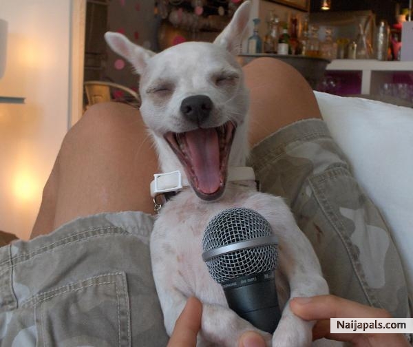 singing dog!!! - click for next photo