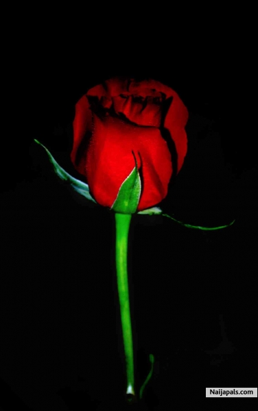 Rose - click for next photo