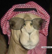 Arabian Swag - click for next photo