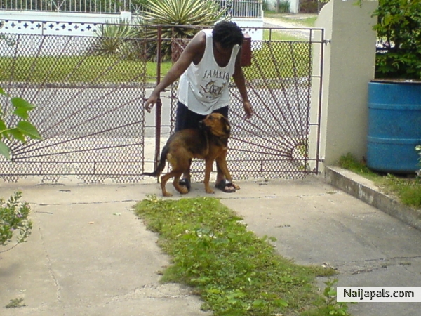 MI PLAYIN WID MI UNCLE' S OTHA DOG - click for next photo