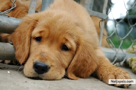 i so much let pet......and i do like Dog - click for next photo