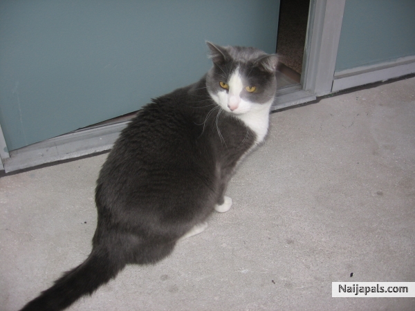 My Kittie - click for next photo