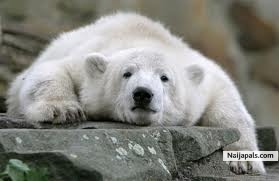 whitebear - click for next photo