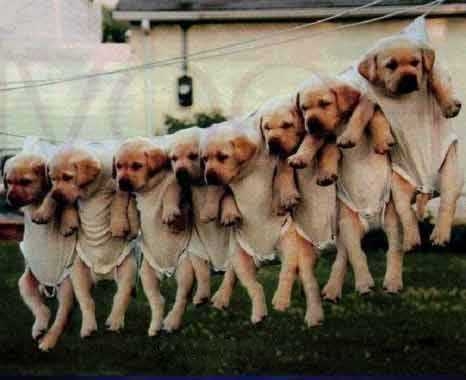 Leaving the kids to dry - click for next photo