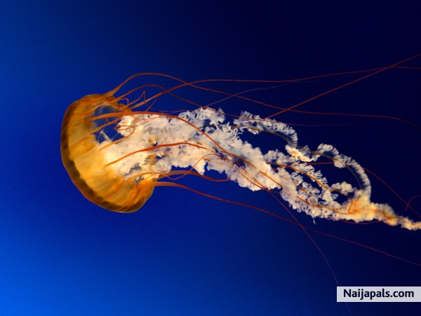 jellyfish - click for next photo