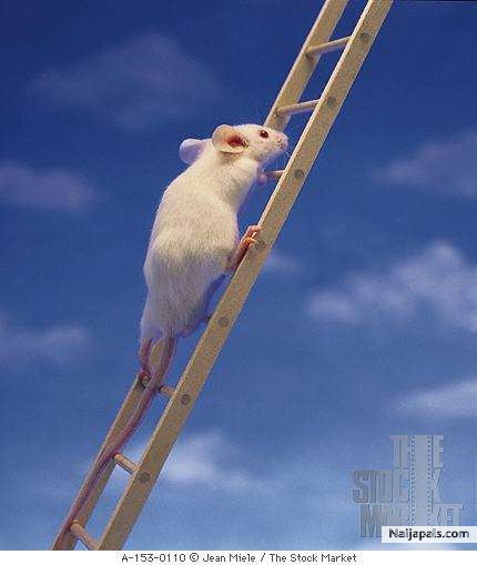 ....Rat race in our own world means ' ' we should keep our memories sharp and focus besides one day we all return to where we belong' ' ...... - click for next photo