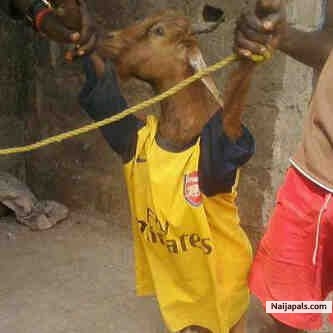 goat boy - click for next photo