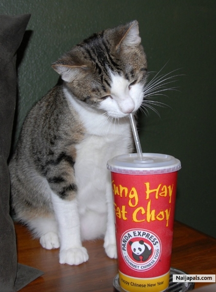 Kitty Kat - click for next photo