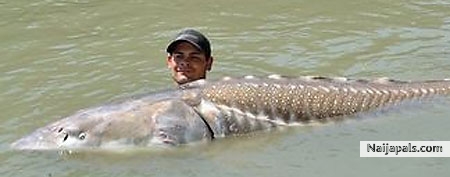 IBRAHIM - click for next photo