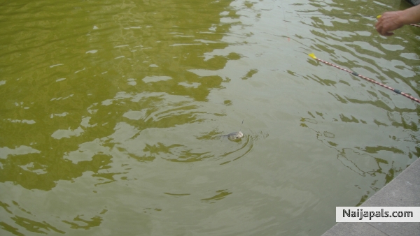 here comes the fish - click for next photo
