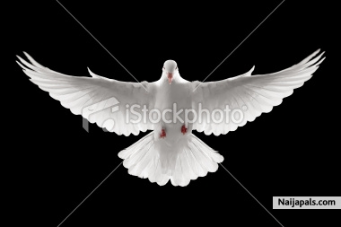 peace from above - click for next photo