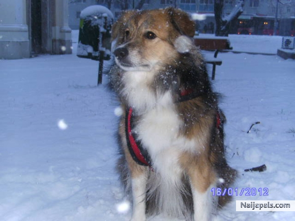 My DOG Timothy playing in the snow 2012 - click for next photo
