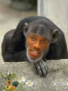 DROGBA - click for next photo