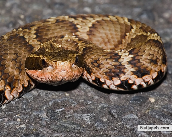 pit viper - click for next photo