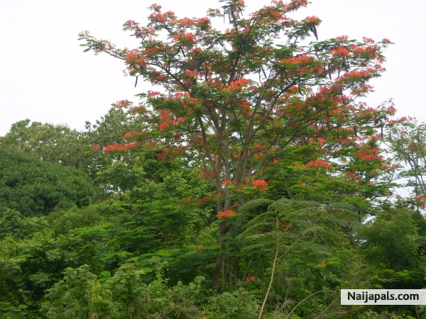natures delight - click for next photo