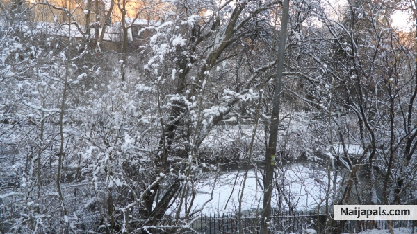 Trees frozen - click for next photo