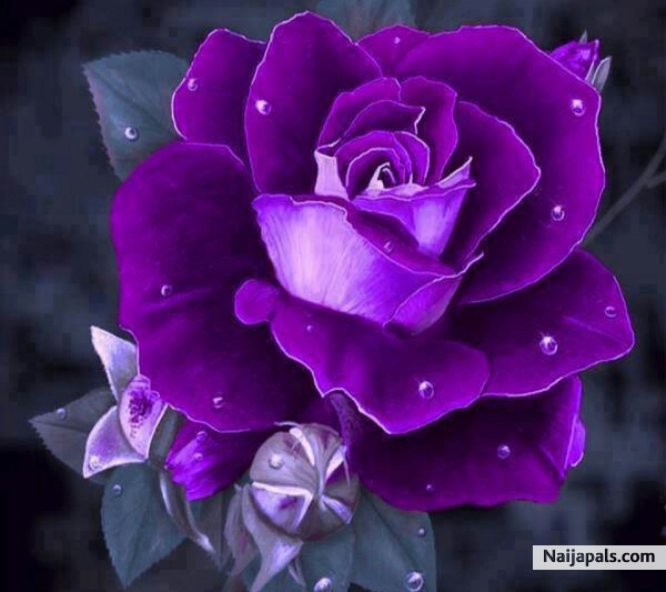 purple my favorite color 💜 - click for next photo