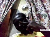  - click for next photo