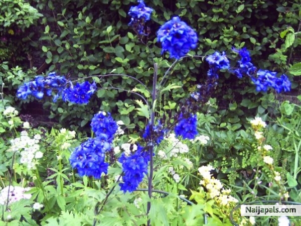 life is beautiful like flowers - click for next photo