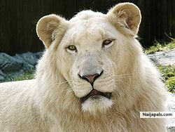 WHITELION1