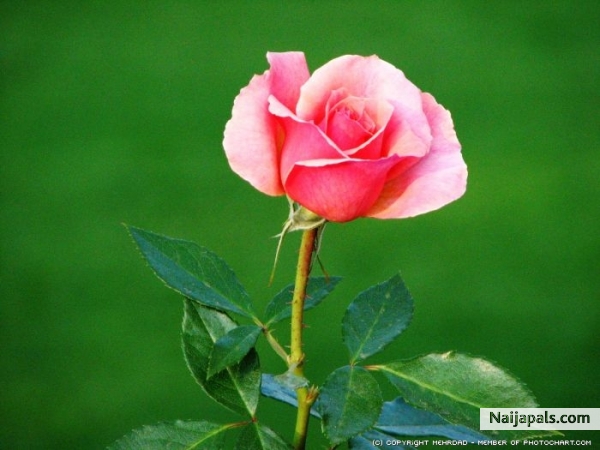 flower pink rose - click for next photo
