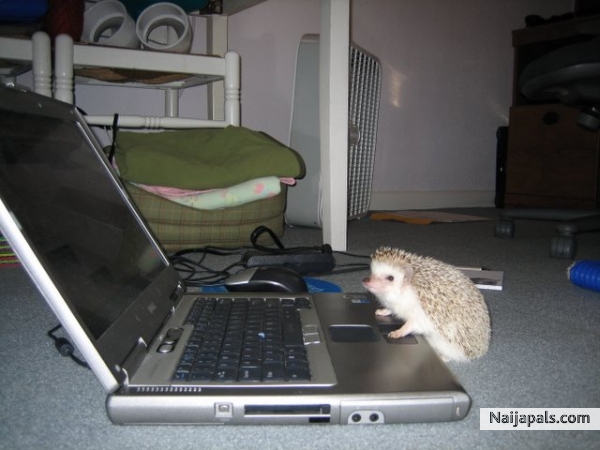 animalhumanstic sense - click for next photo