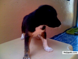  - click for next photo