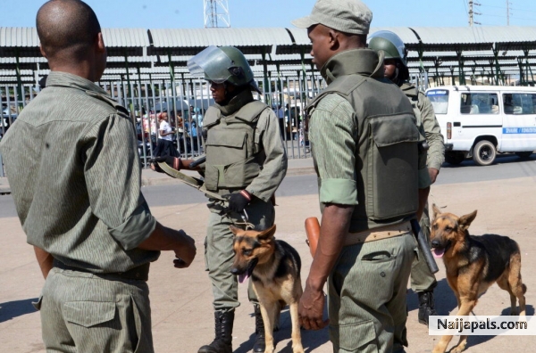 Naijapals Dog. - click for next photo