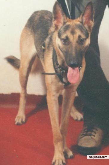 DE DON' S DOG... - click for next photo