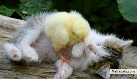 A friendly peaceful world - click for next photo