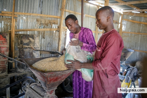 helping process gold rice. - click for next photo