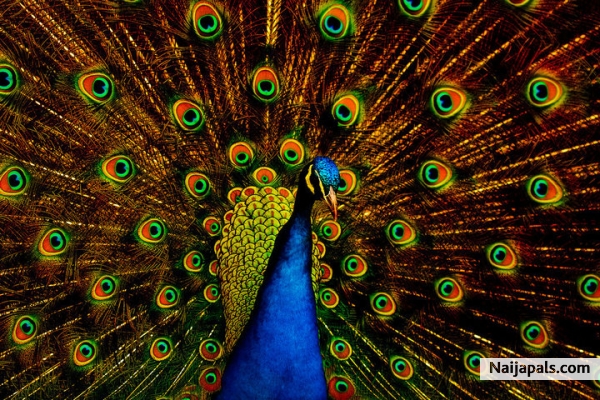 Beauty - click for next photo