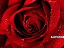 rose - click for next photo