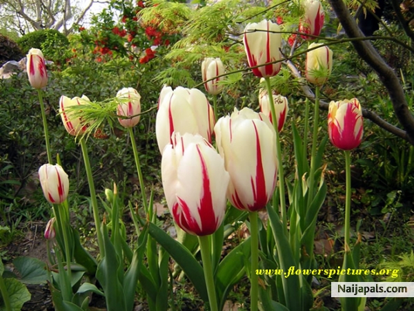  - click for next photo