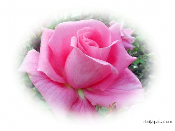 Just Love - click for next photo