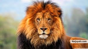 King of the jungle - click for next photo