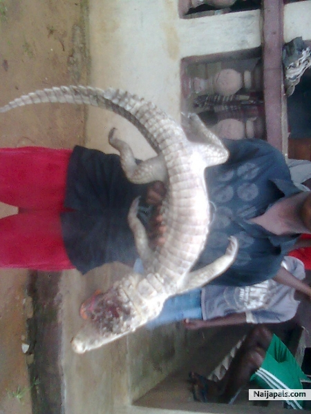 crocodie - click for next photo